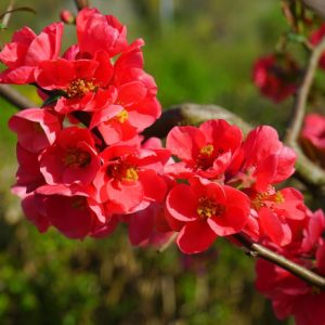 quince crimson and gold.jpg