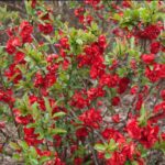 quince double takey scarlet storm e1499698881222.jpg