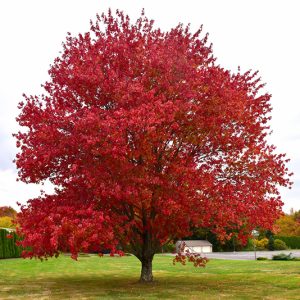 red maple 2.jpg