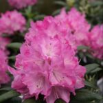 rhododendron pink e1499793352978.jpg