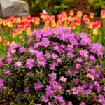 rhododendron pjm 2.jpg