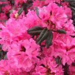 rhododendron pjm landmark red.jpg