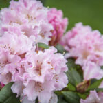 rhododendron pjm pink delight.jpg