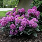 rhododendron purple e1499696495482.jpg