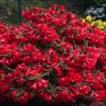 rhododendron red.jpg