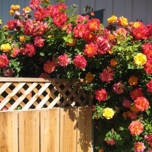 rose climbing multicolor e1499712506191.jpg