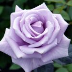 rose hybrid tea lavender.jpg
