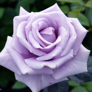 rose hybrid tea lavender.jpg