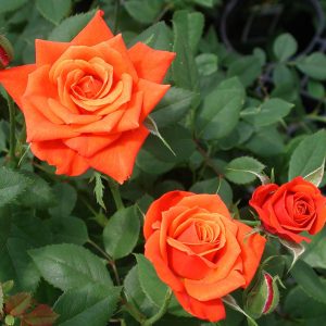 rose hybrid tea orange.jpg