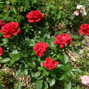 rose hybrid tea red.jpg