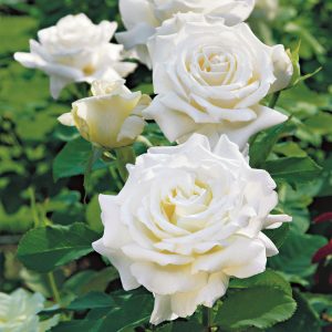 rose hybrid tea white.jpg