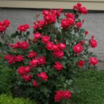 rose knockout red.jpg