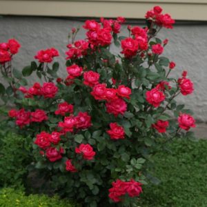 rose knockout red.jpg