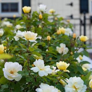 rose knockout sunny.jpg