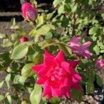 rose pink double knockout.jpg