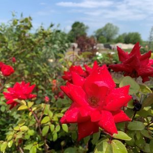 rose red double knockout .jpg