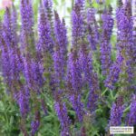 salvia may night 2.jpg