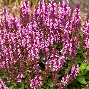 salvia sensation deep rose.jpg