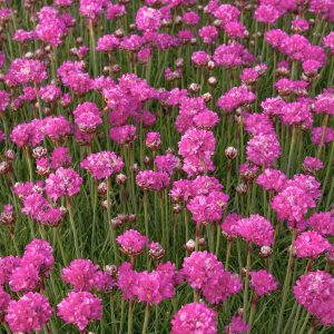 sea thrift bloodstone.jpg