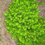 sedum angelina scaled 1.jpg