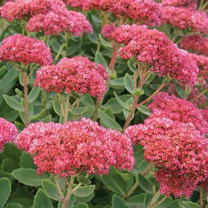 sedum autumn fire.jpg