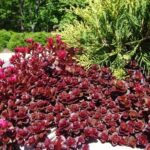 sedum dragons blood.jpg