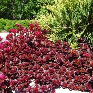 sedum dragons blood.jpg