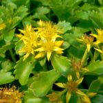 sedum kamtschaticum.jpg