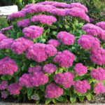 sedum neon.jpg