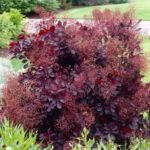 smoketree royal purple.jpg