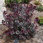 smoketree winecraft black.jpg