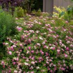 spirea anthony waterer.jpg