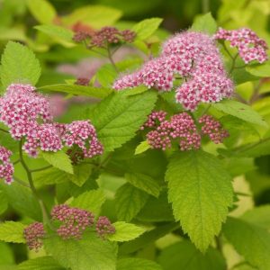 spirea double play big bang e1499716599426.jpg