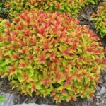 spirea goldflame.jpg