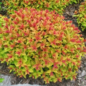 spirea goldflame.jpg