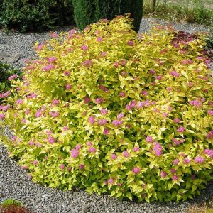 spirea goldmound 1.jpg