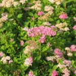 spirea little princess 1.jpg