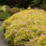 spirea magic carpet 2.jpg