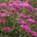spirea neon flash.jpg