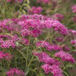 spirea neon flash e1499717459246.jpg