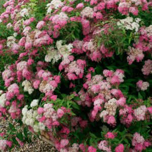 Spiraea japonica 'Shirobana'