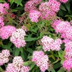 spirea shirobana e1499717049772.jpg