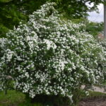 spirea snowmound.jpg