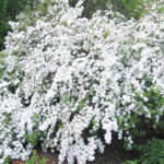 spirea vanhoutte.jpg