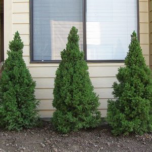 spruce dwarf alberta 2.jpg