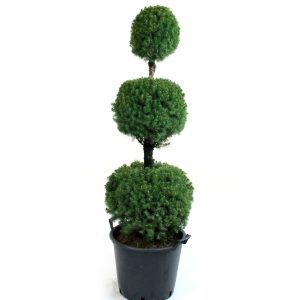 spruce dwarf alberta poodle 2.jpg