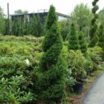 spruce dwarf alberta spiral 1.jpg