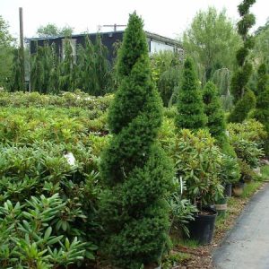 spruce dwarf alberta spiral 1.jpg