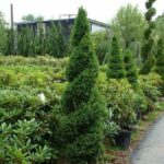 spruce dwarf alberta spiral e1499774911192.jpg