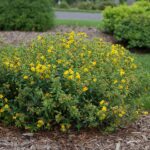 st johns wort gemo e1499708940328.jpg